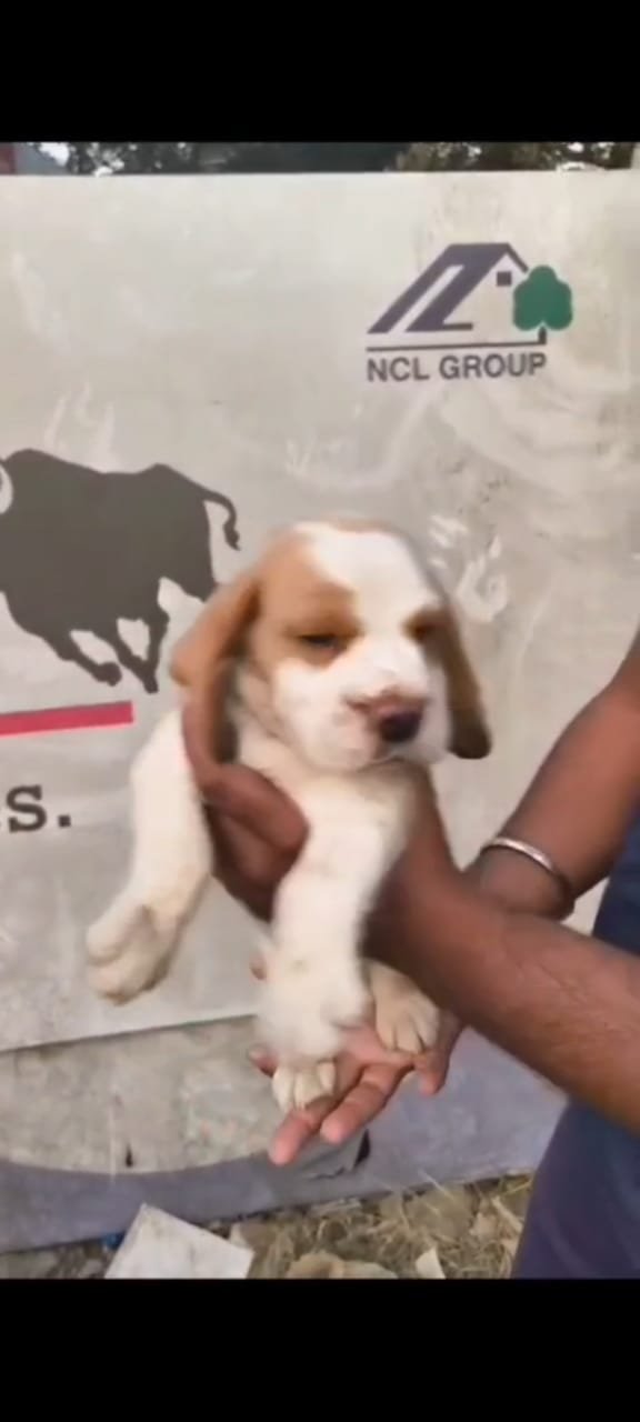Purchase KCI Registered Beagle Puppy from Vizag